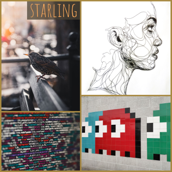 starling moodboard: an actual starling, a contour drawing of a face, pixel art